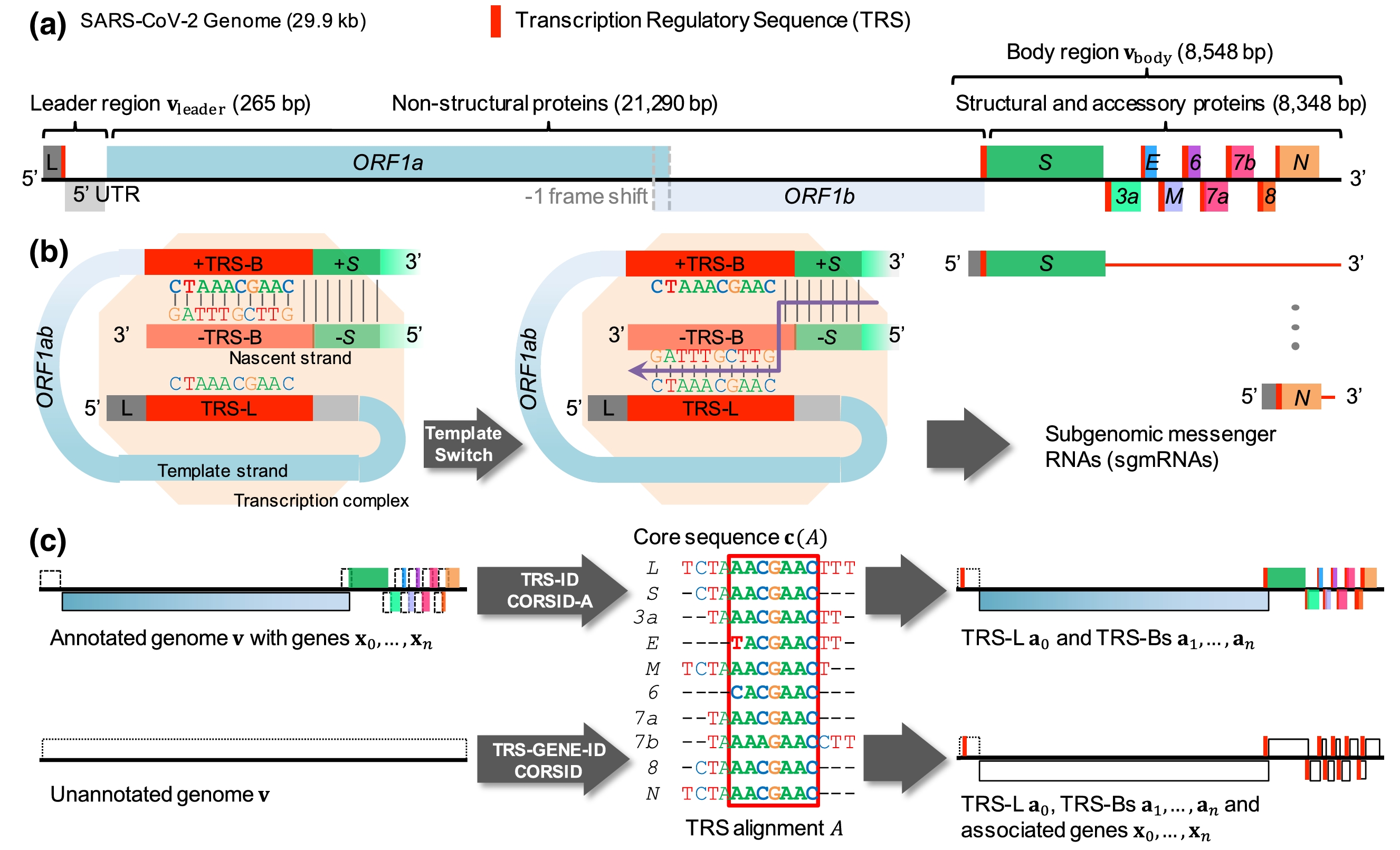 Accurate Identification of Transcription Regulatory Sequences and Genes in Coronaviruses